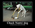 Click image for larger version

Name:	ChuckNorrisdog.jpg
Views:	254
Size:	88.2 KB
ID:	224185