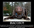 Click image for larger version

Name:	bacon-bacon-demotivational-poster-1258591129.jpg
Views:	77
Size:	85.6 KB
ID:	224324